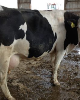 Buy PREGNANT HOLSTEIN HEIFERS AND OTHER DIARY CATTLE online