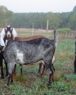 Buy PURE NUBIAN DAIRY GOATS online
